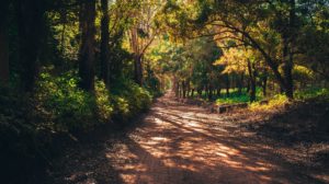 Trees in a forest surround a running/walking trail, featured on Champions of the Human Spirit ISN blog