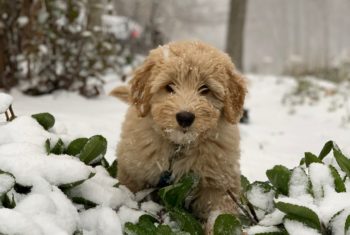 fluffy golden doodle in the snow work out with your pet